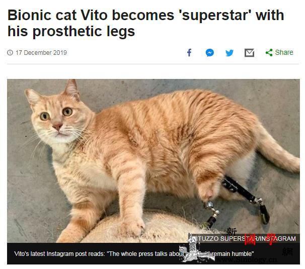 车祸后被迫截肢两腿“喵星人”装义肢后_义肢-截肢-手术-