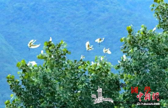 湖北三峡地区修复山水林田湖草生态助推_宜昌市-长江-秭归县-