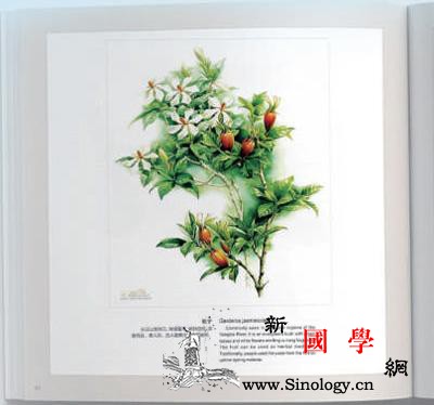 曾孝濂把花草画进书本里_昆明-标本-插图-