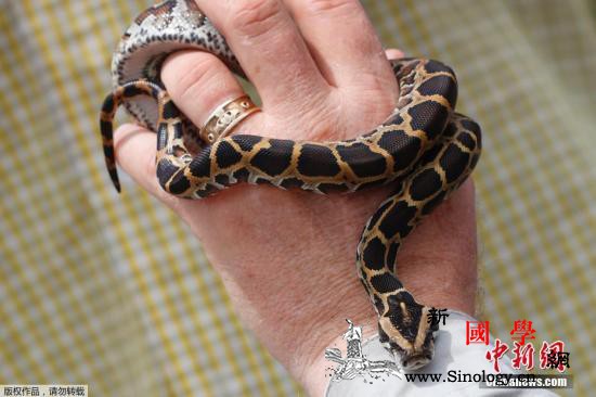 澳大利亚蟒蛇“偷渡”新西兰刚下飞机就_蛇类-蟒蛇-偷渡-