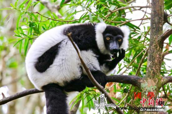 马达加斯加狐猴濒临灭绝气候变迁恐敲下_马达加斯加-冠冕-物种-