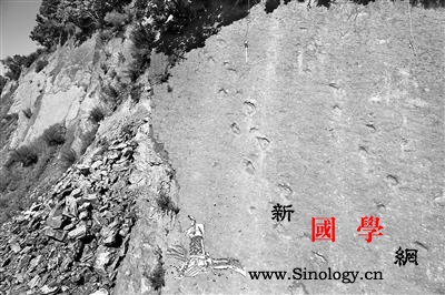 黑龙江首现大面积白垩纪恐龙足迹群数量_白垩-行迹-黑龙江-