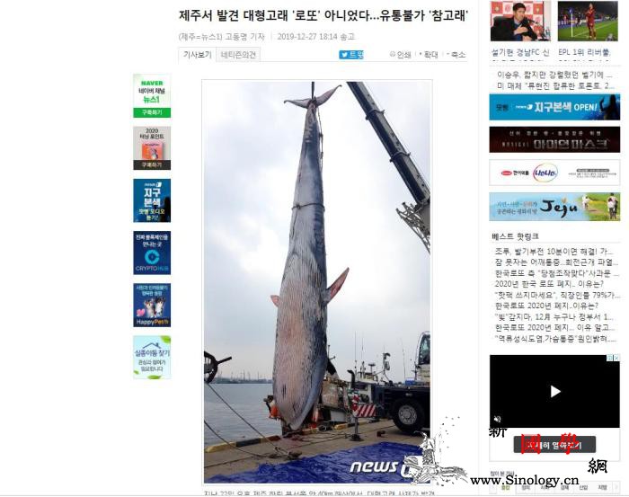 韩国济州岛海上发现保护物种巨鲸尸体身_鲸鱼-身长-韩国-