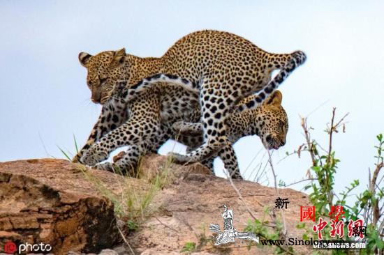 2019年巴西有4只人工饲养美洲豹_肯尼亚-美洲豹-巴西-