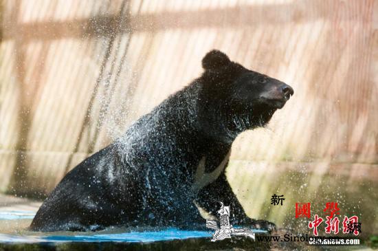 熊出没！90公斤黑熊在美国大学里徘徊_黑熊-田纳西州-野生动物-