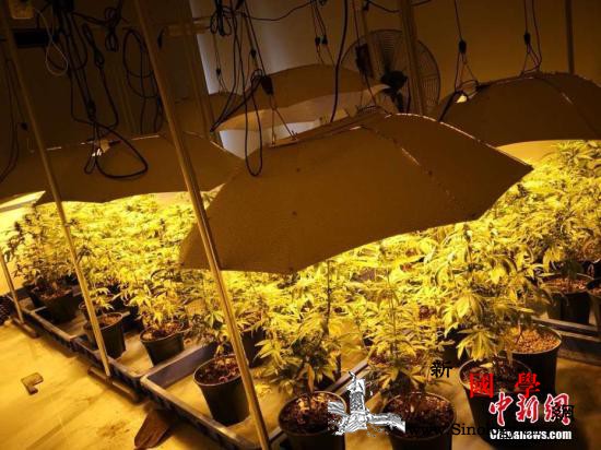 美伊利诺伊州娱乐用大麻合法化系全美第_伊利诺伊州-轻罪-植株-