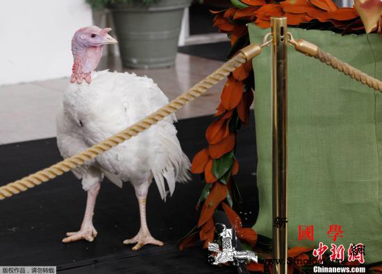 波兰东部火鸡感染禽流感多达4万只禽类_波兰-画中画-火鸡-