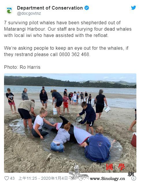 暖心：鲸鱼集体搁浅海滩上千民众助其重_鲸鱼-搁浅-北岛-