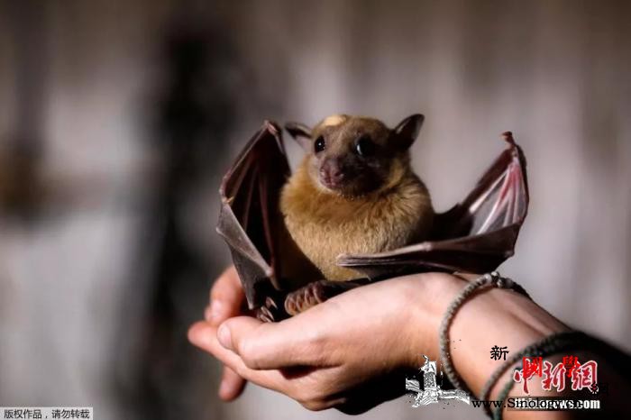 野味又贵又多病dupoison细菌_冠状-华南-野味-