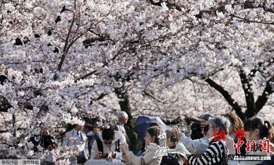 日本气象协会发布樱花开花时间表整体较_樱花-日本-福冈-