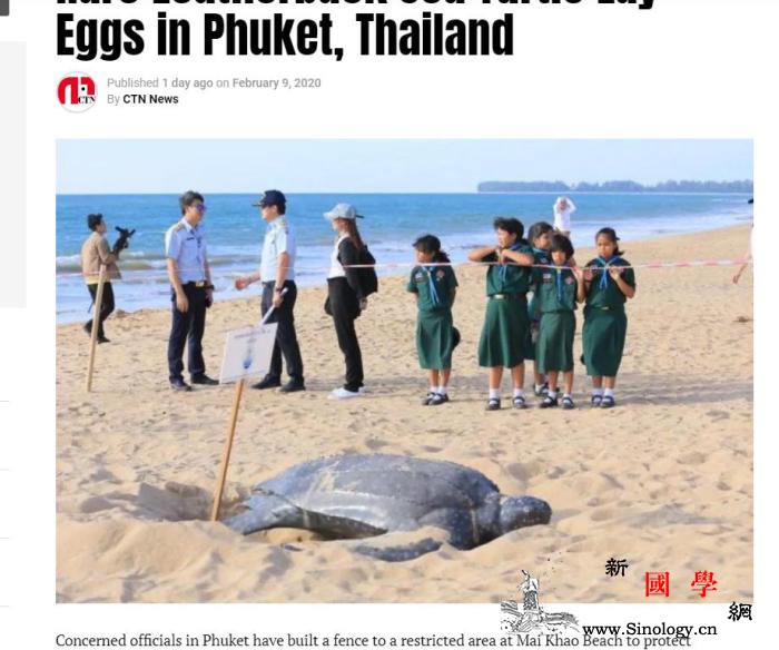 泰国一海滩发现棱皮龟巢工作人员全天候_泰国-海滩-隔离-