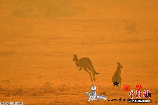 烧了210天400公顷！澳大利亚新州_悉尼-生态学家-澳大利亚-