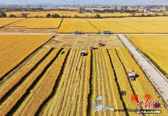 农业农村部：确保2020年粮食产量稳_推进-农村-意见-