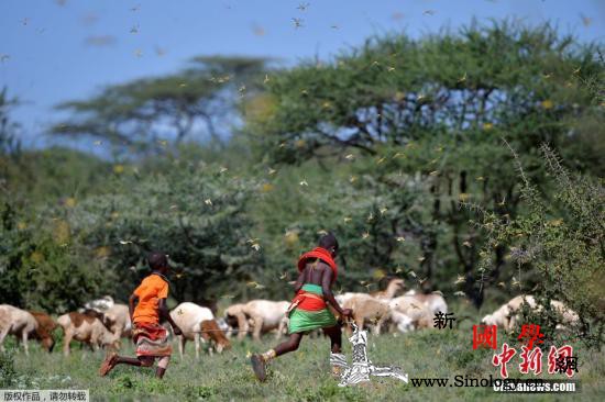 东非蝗虫6月前可能增数百倍联合国吁积_粮农组织-东非-肯尼亚-