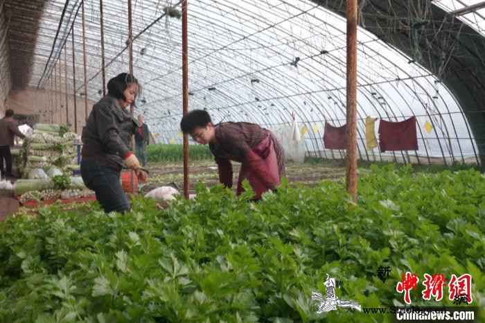 疫情防控不放松中国北方抢抓农时备耕忙_农时-备耕-育苗-