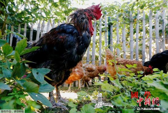 因邻居饲养100多只鸡新西兰一老人索_公鸡-索赔-只鸡-