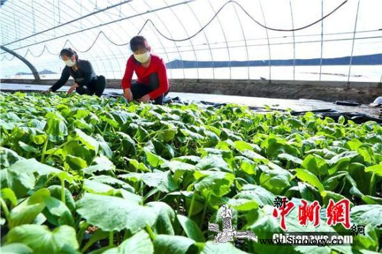 两部门:农业生产发展资金将向疫情防控_张掖市-疫情-防控-