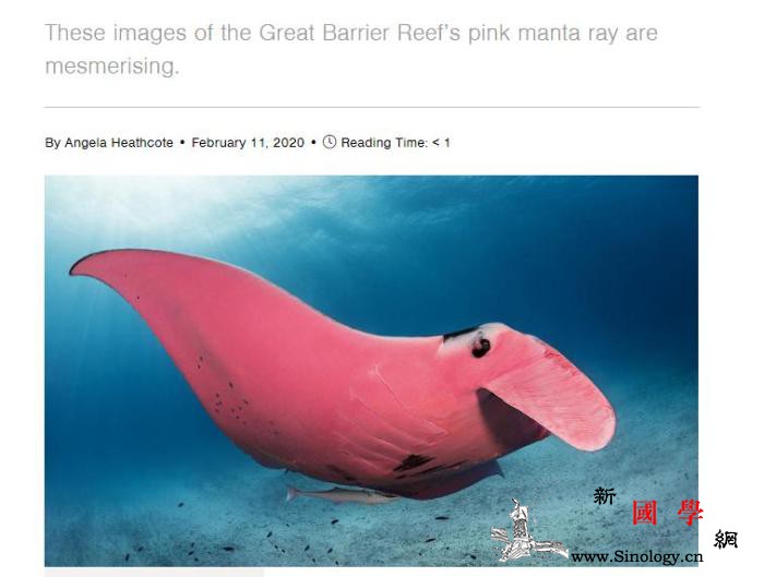 罕见粉色“魔鬼鱼”再现澳海岸5年前首_克鲁-探长-首次-