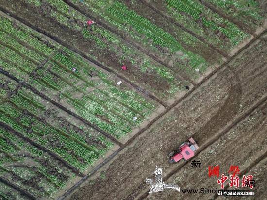 新冠肺炎疫情下的中国“菜篮子”如何稳_稳产-菜篮子-春耕-