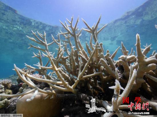 海水温度高于均温澳大利亚大堡礁再现珊_白化-澳大利亚-蜥蜴-
