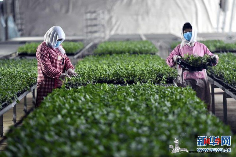 新华网评：不误农时才能稳住农业“基本_农时-备耕-春耕-