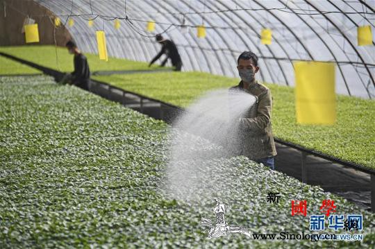 新华网评：不“闹”的春耕里憋着越挫越_春耕-所需-农户-