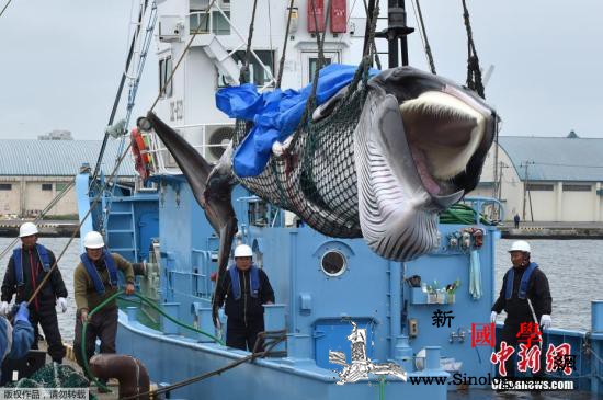 日本下关商业捕鲸船队出海计划捕获17_北海道-捕鲸-船队-