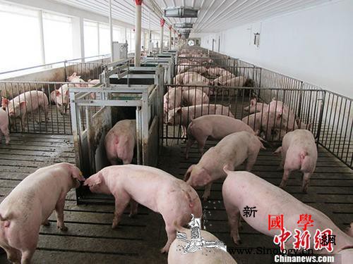 农业农村部：推动非洲猪瘟精细化区域化_猪瘟-非洲-疫病-