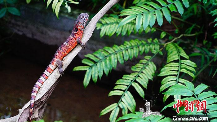 广东罗坑鳄蜥国家级保护区今年诞生46_林业局-种群-广东省-