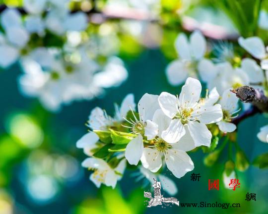 【地评线】荔枝网评：梨花风起正清明_哀思-疫情-祭祀-