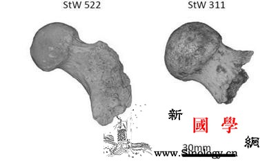 化石腿骨揭示人类祖先经常爬树_骨化-爬树-骨骼-