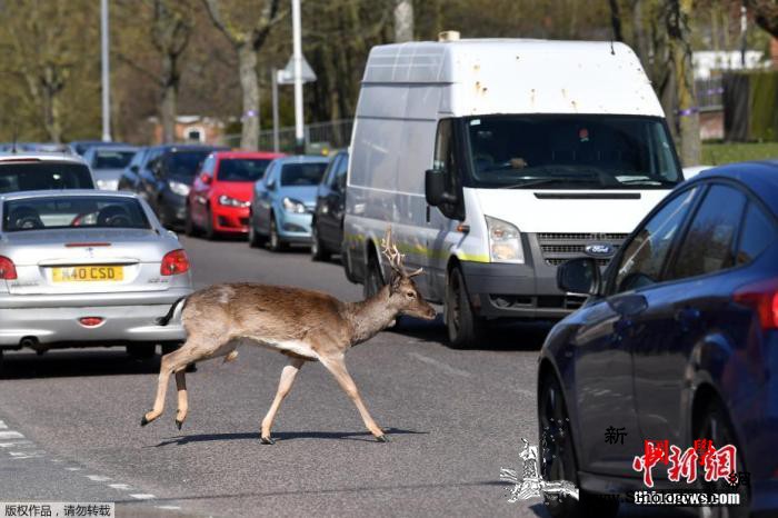 英国确诊病例逾5.5万军方出动数千人_伦敦-英国-疫情-