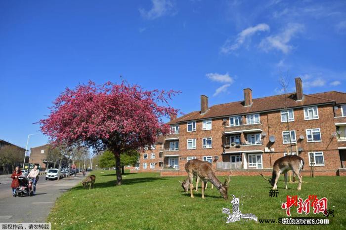 英国吁市民复活节遵守“居家令”警方：_英国-居家-画中画-