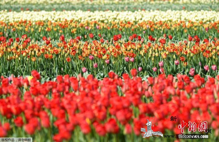 荷兰知名郁金香公园71年首次不开放花_荷兰-疫情-鲜花-