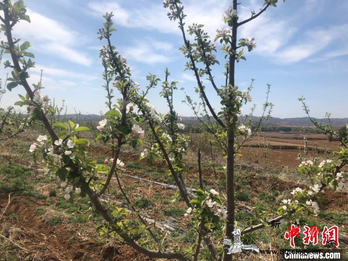 山西300人小山村结出“扶贫果”助6_炎日-贫困户-邻村-