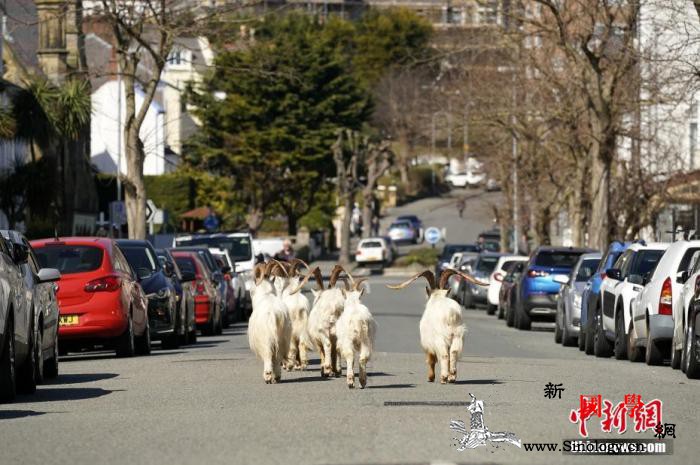 英国累计确诊病例达14.8万医院死亡_画中画-成群结队-英国-