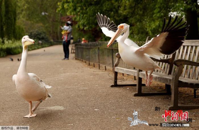 英国将公布医院外新冠死亡病例并扩大检_詹姆斯-英国-五项-