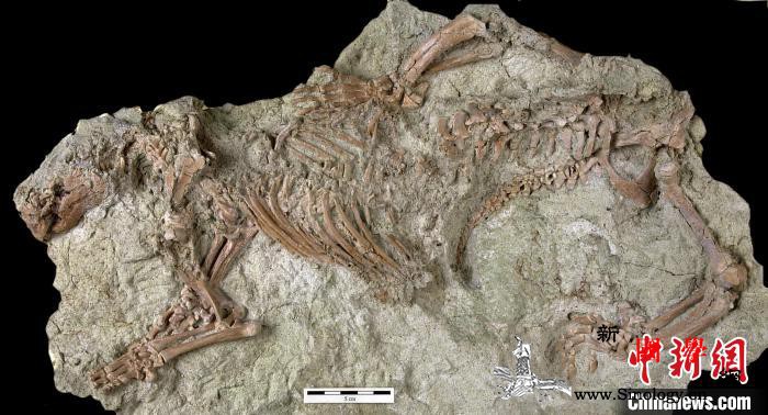 古生物学家发现中生代哺乳动物新物种命_马达加斯加-哺乳动物-野兽-