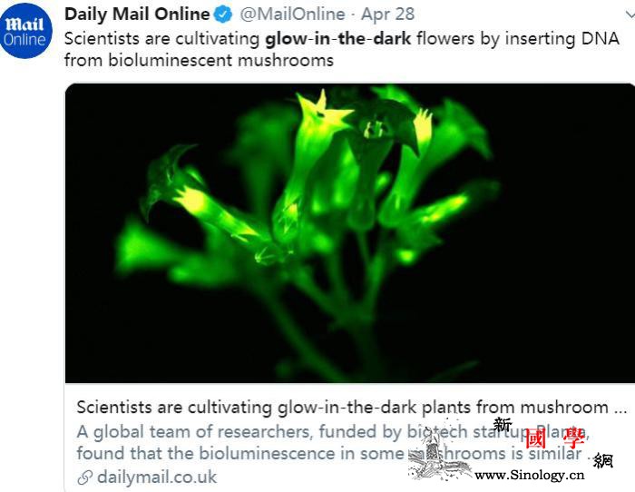 科学家改造出植物界“萤火虫”能在黑暗_蘑菇-科学家-烟草-