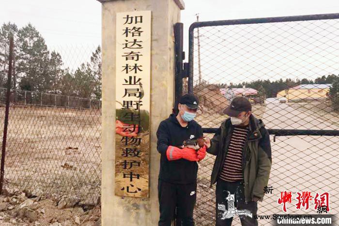 “落难”鸳鸯背脚受伤被大兴安岭巡护员_加格达奇-林业局-画中画-