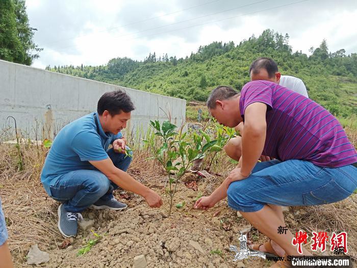 绿水青山变“金山银山”重庆林业实施八_林业局-重庆市-重庆-