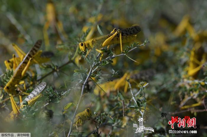印度遇近30年最严重蝗灾已摧毁约5万_古吉拉特-拉贾斯坦-蝗灾-