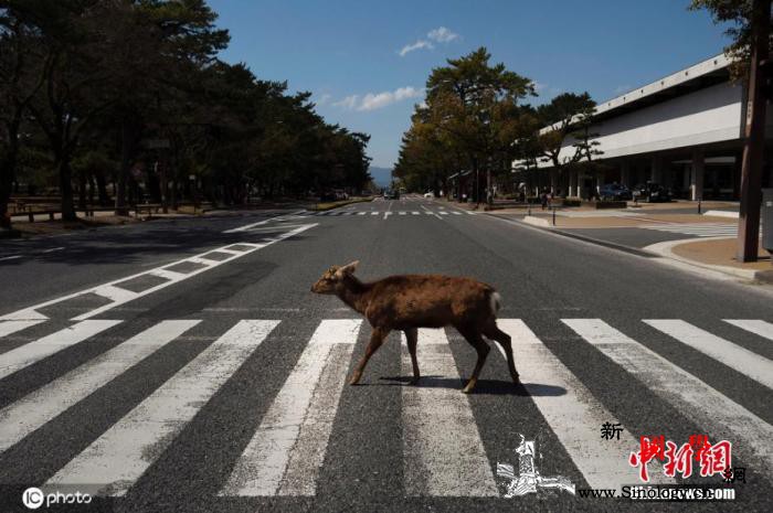 日本奈良鹿肠胃好转或因疫情影响观光游_奈良-日本-游客-