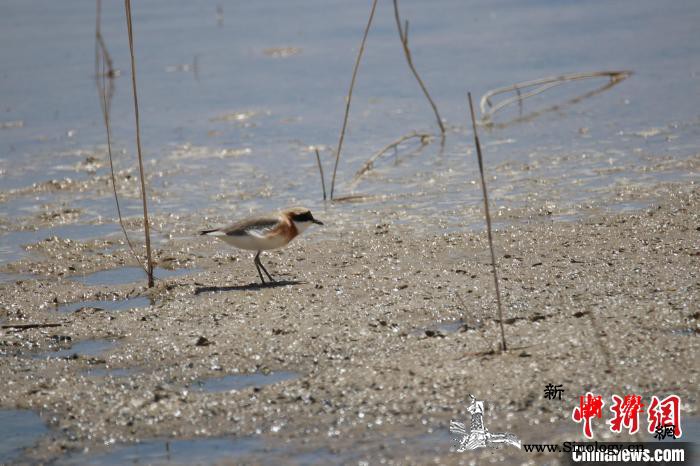 监测显示:柴达木盆地可鲁克湖-托素湖_柴达木盆地-德令哈市-鸟类-