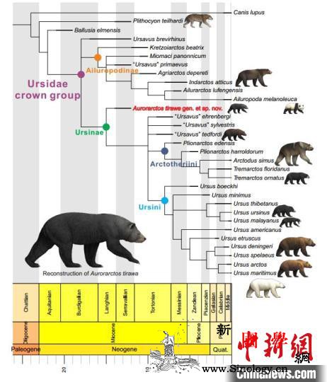 中美学者将熊亚科最早记录前推500万_江左-研磨-演化-