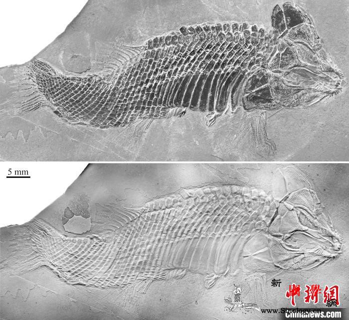 中国科学家在贵州发现2.4亿年前卢加_兴义-祥瑞-贵州-