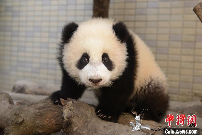 赠台大熊猫“圆圆”在台北动物园顺利产_熊猫-台北-动物园-