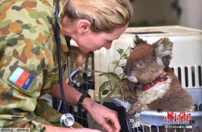 再不保护就晚了！调查称澳新州考拉或在_澳大利亚-栖息-考拉-