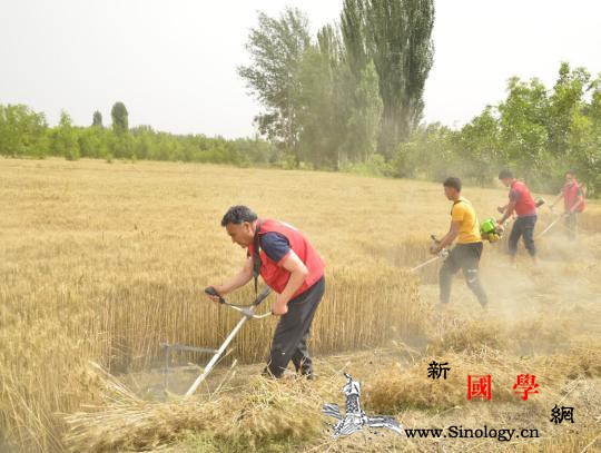 新疆洛浦三夏最美的田间志愿红_洛浦县-服务队-收割-