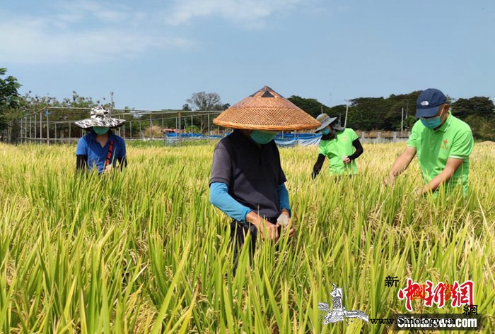 中国援菲农技中心三期项目复工九成_菲律宾-农技-合作项目-